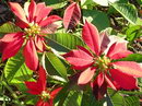 Euphorbia Pulcherrima